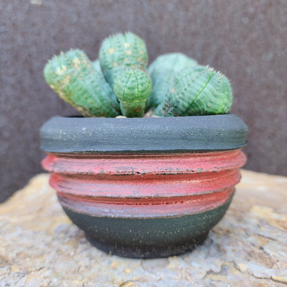 Euphorbia obesa - 6 Heads (Last one!)