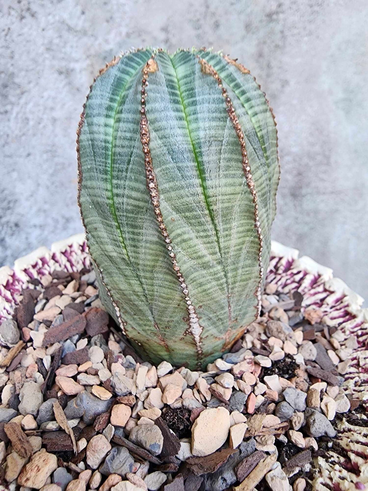 Euphorbia obesa