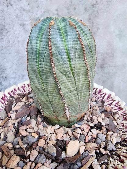 Euphorbia obesa