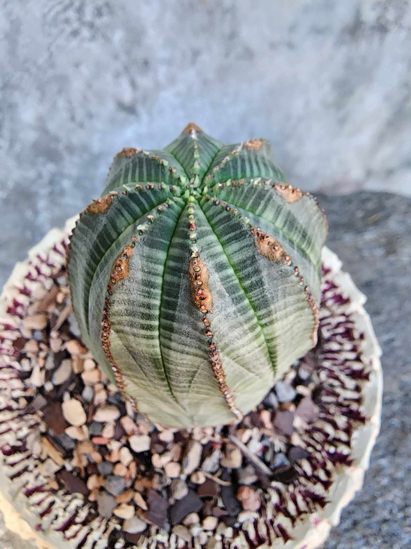 Euphorbia obesa