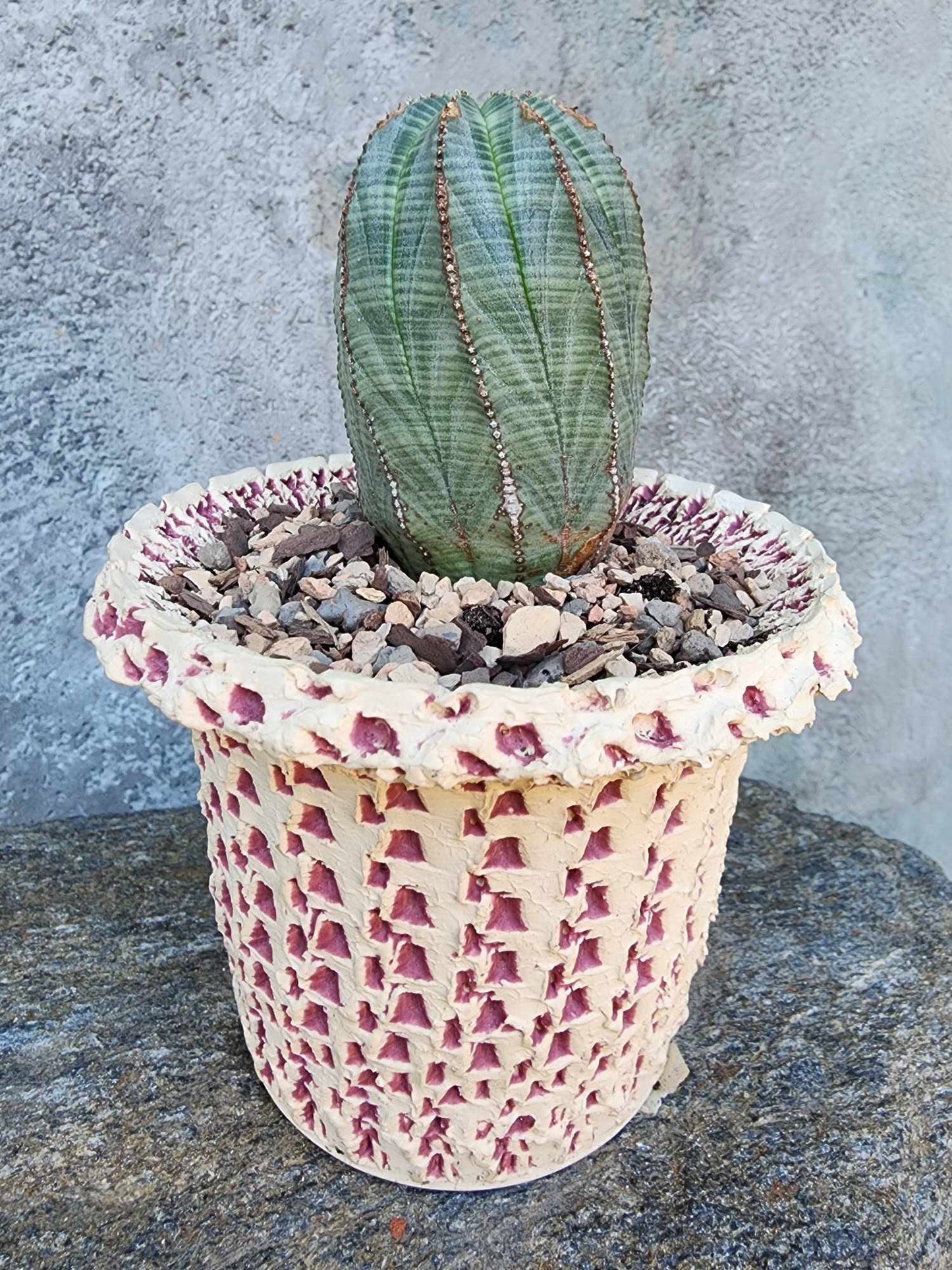Euphorbia obesa