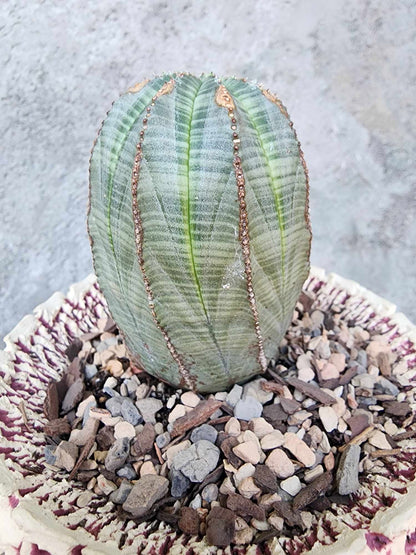 Euphorbia obesa