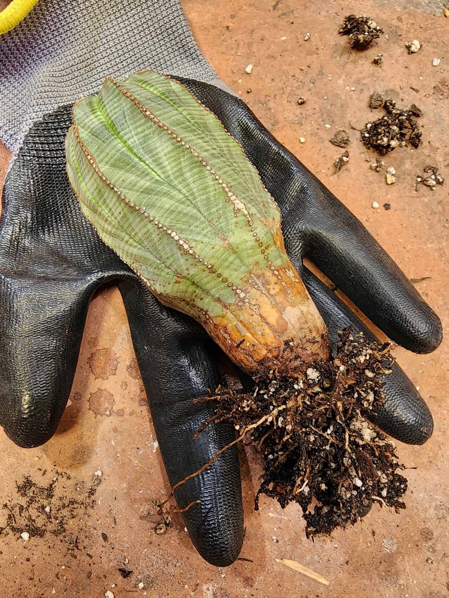 Euphorbia obesa