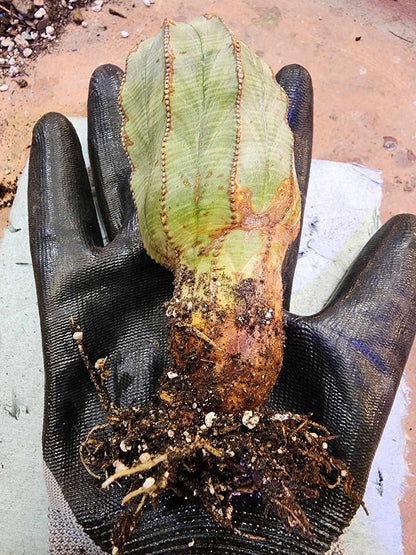 Euphorbia obesa