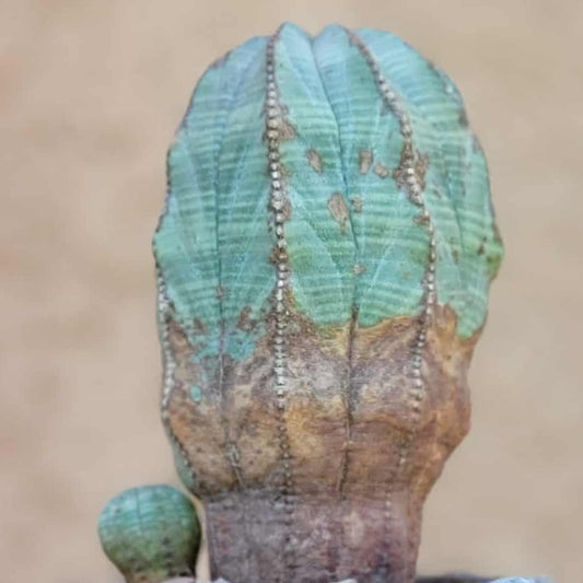Euphorbia obesa