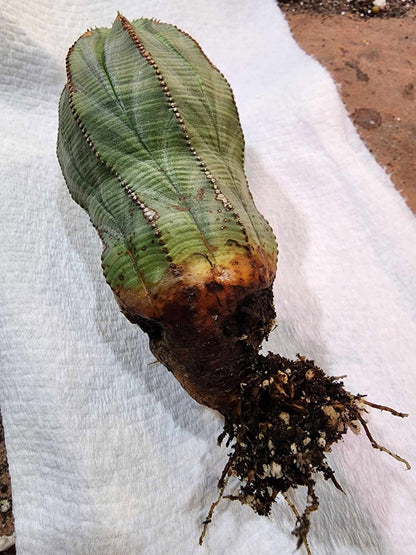 Euphorbia obesa