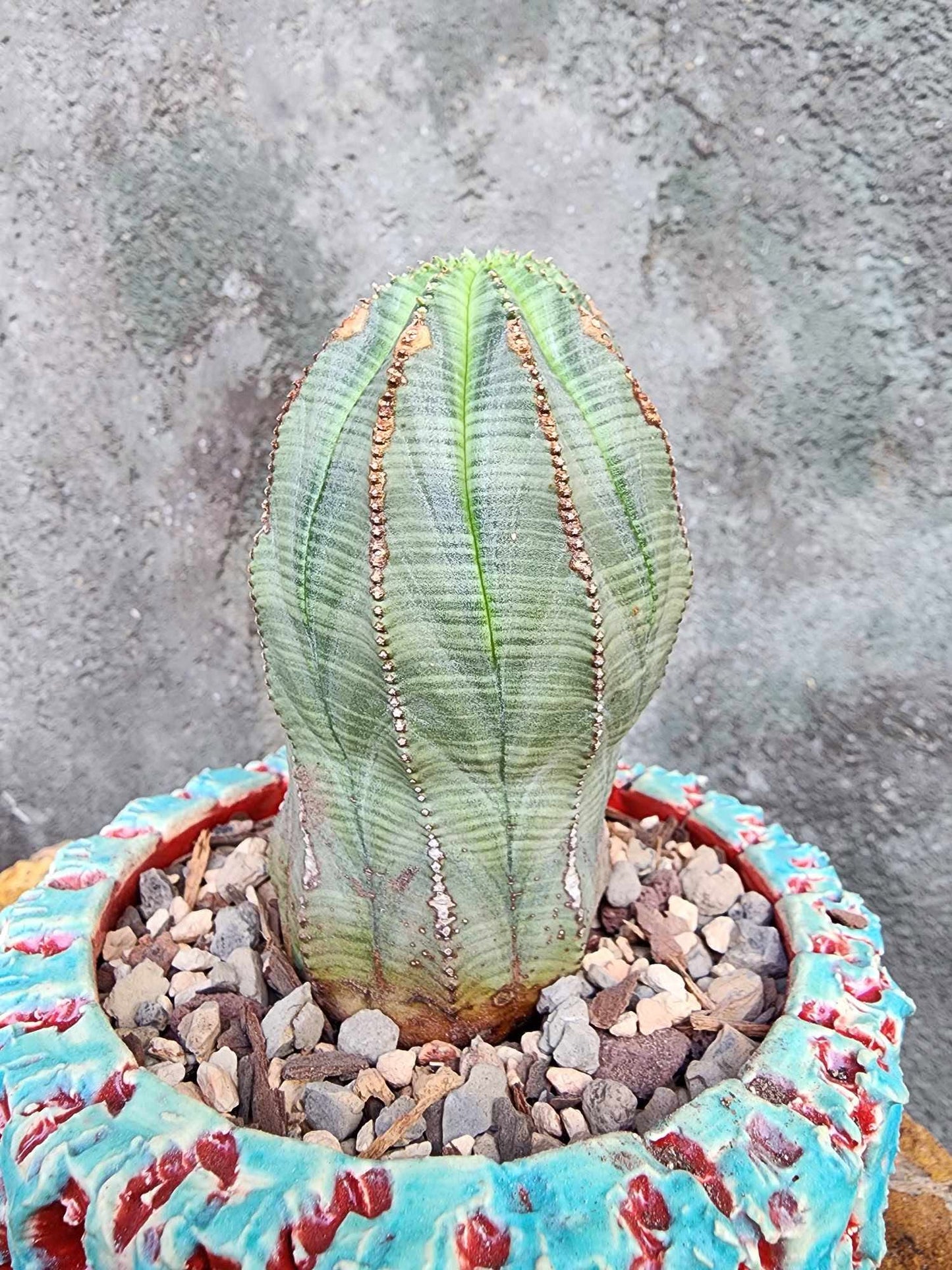 Euphorbia obesa