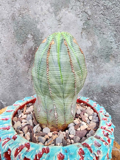 Euphorbia obesa