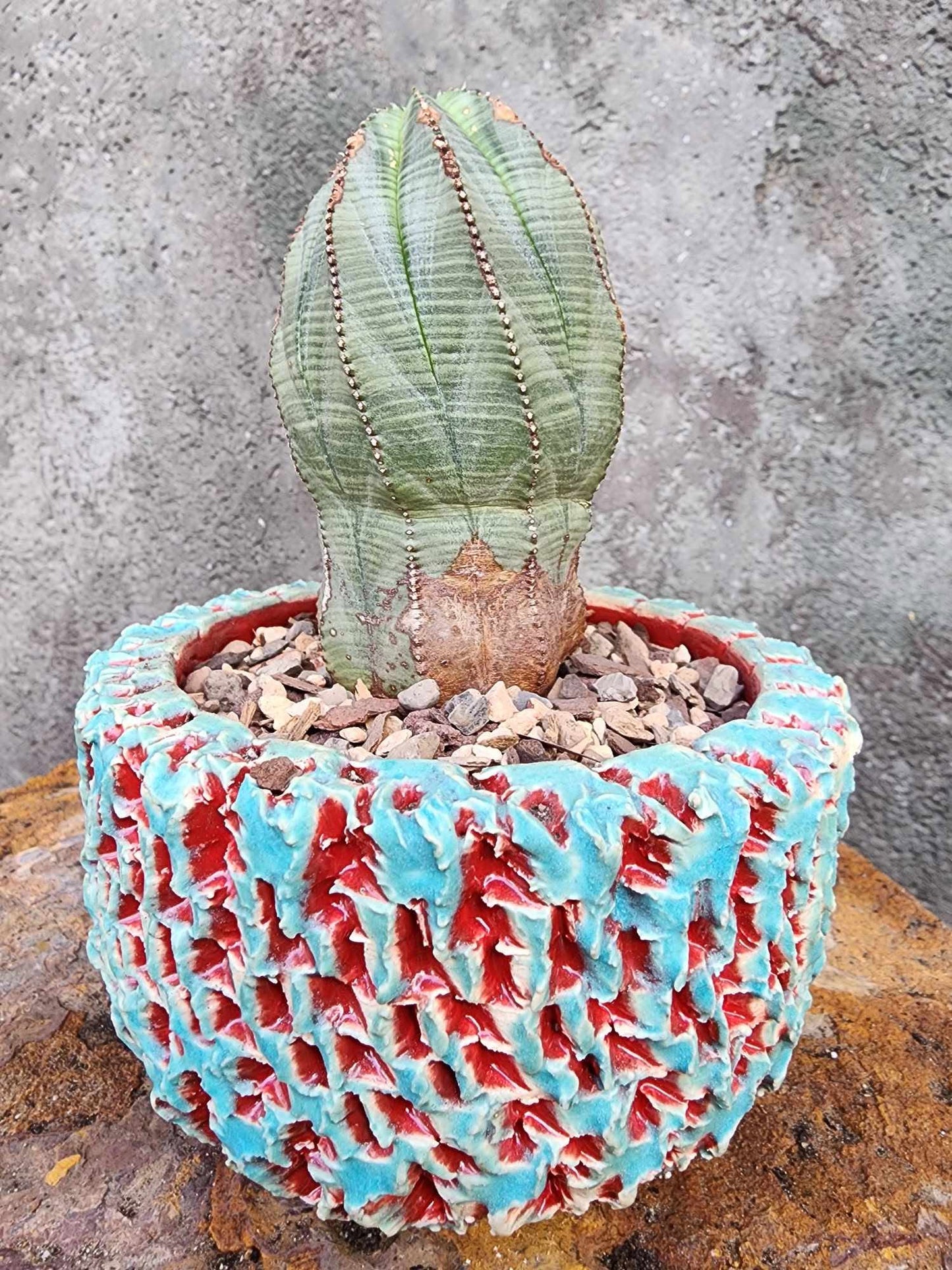 Euphorbia obesa