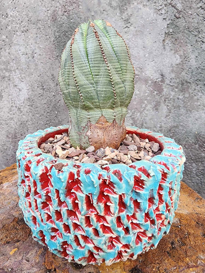 Euphorbia obesa