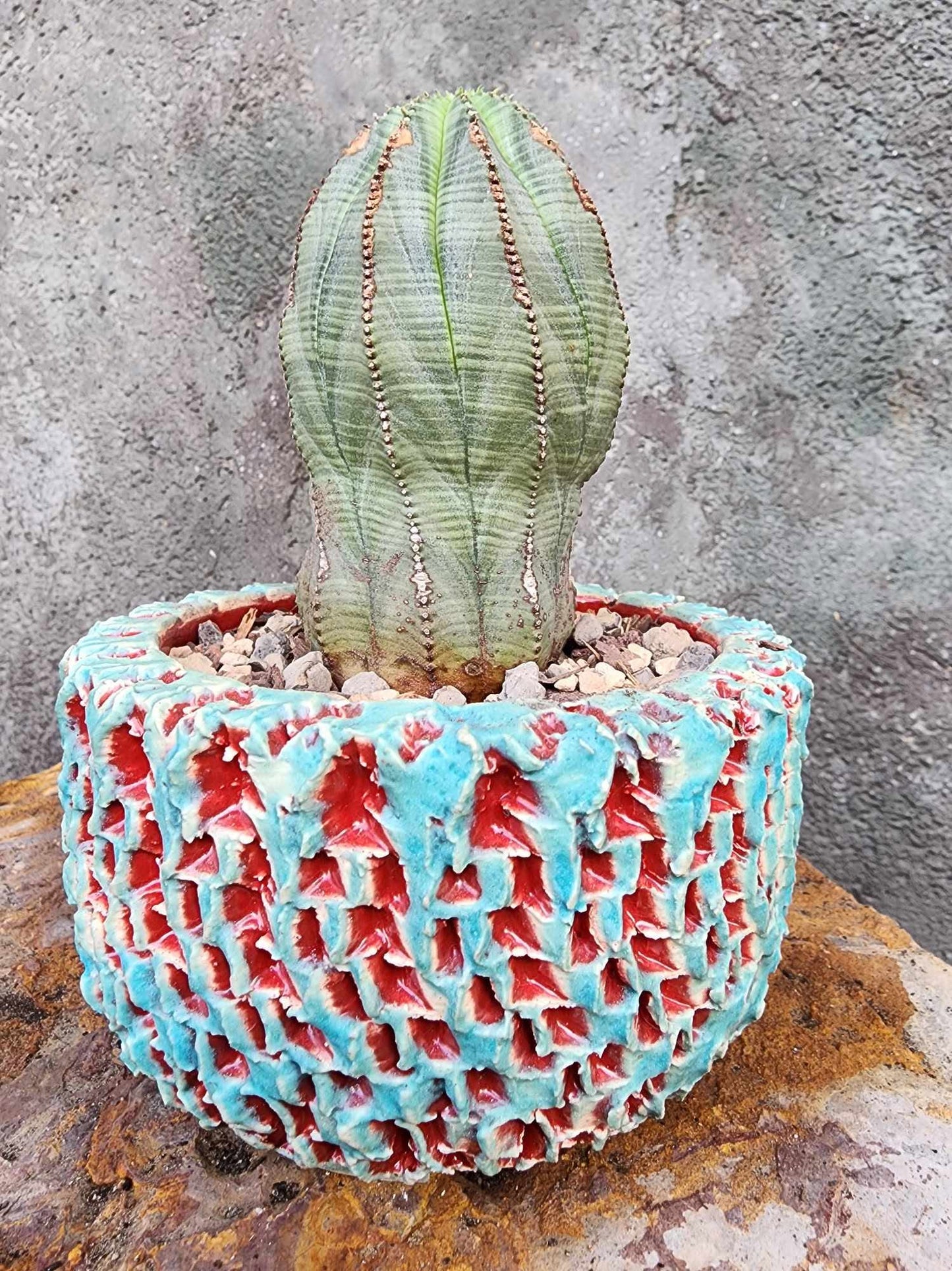 Euphorbia obesa