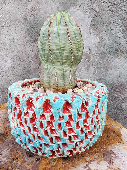 Euphorbia obesa