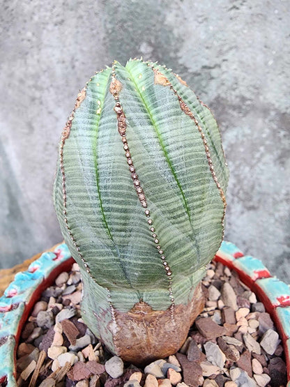 Euphorbia obesa