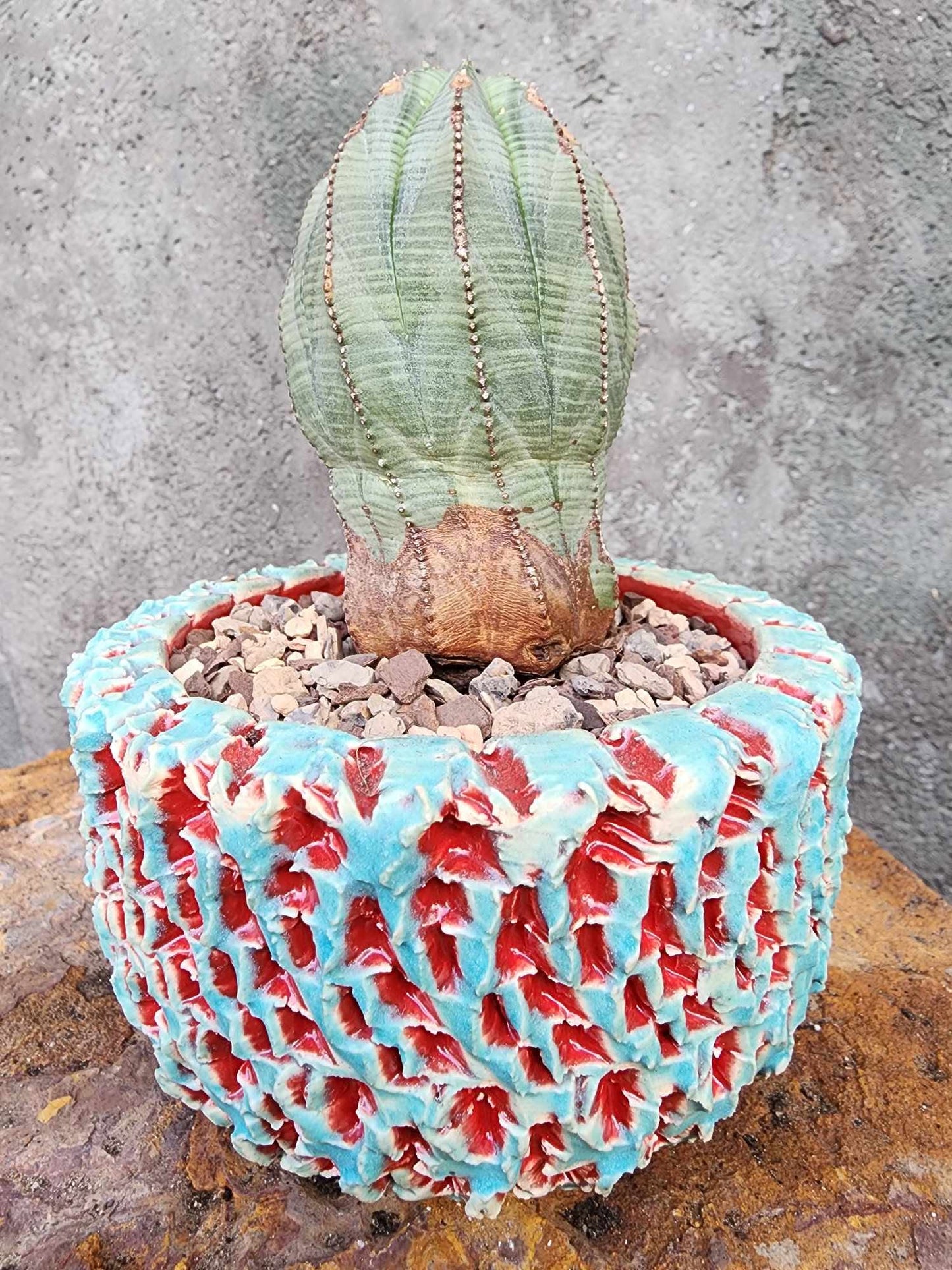 Euphorbia obesa