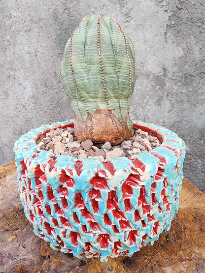 Euphorbia obesa