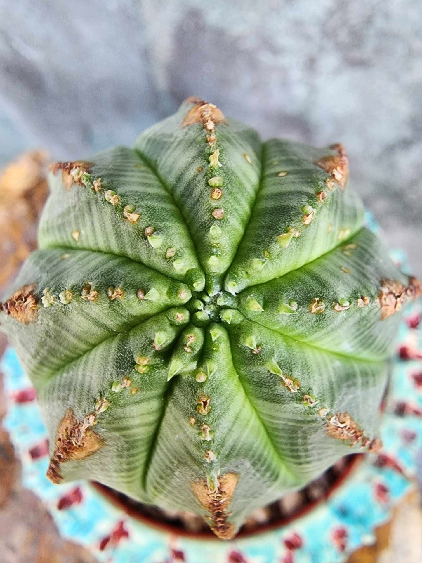 Euphorbia obesa