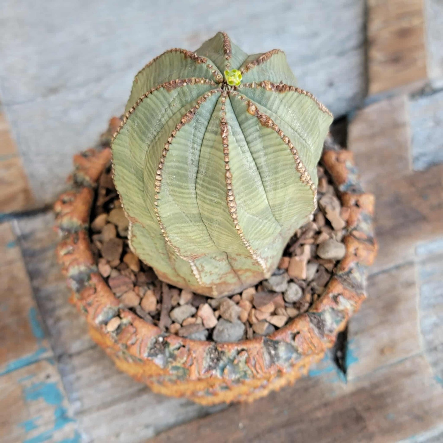 Euphorbia obesa