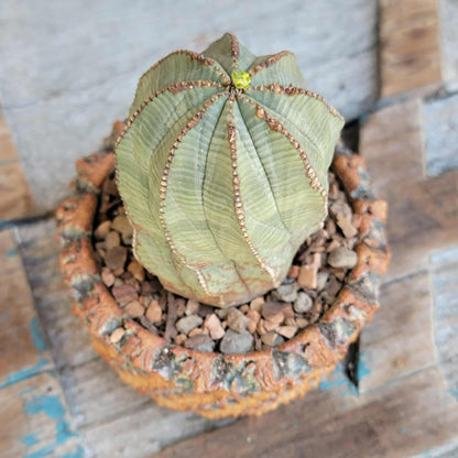 Euphorbia obesa