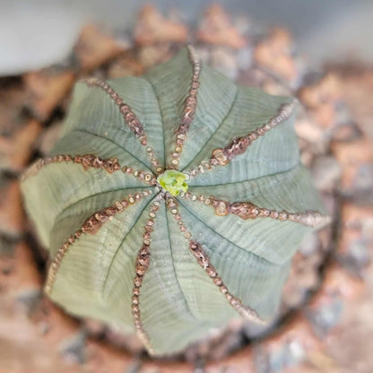 Euphorbia obesa