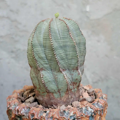 Euphorbia obesa