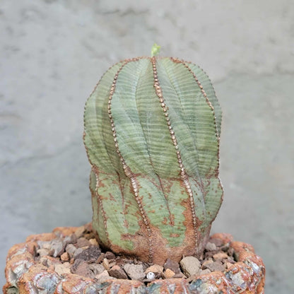 Euphorbia obesa