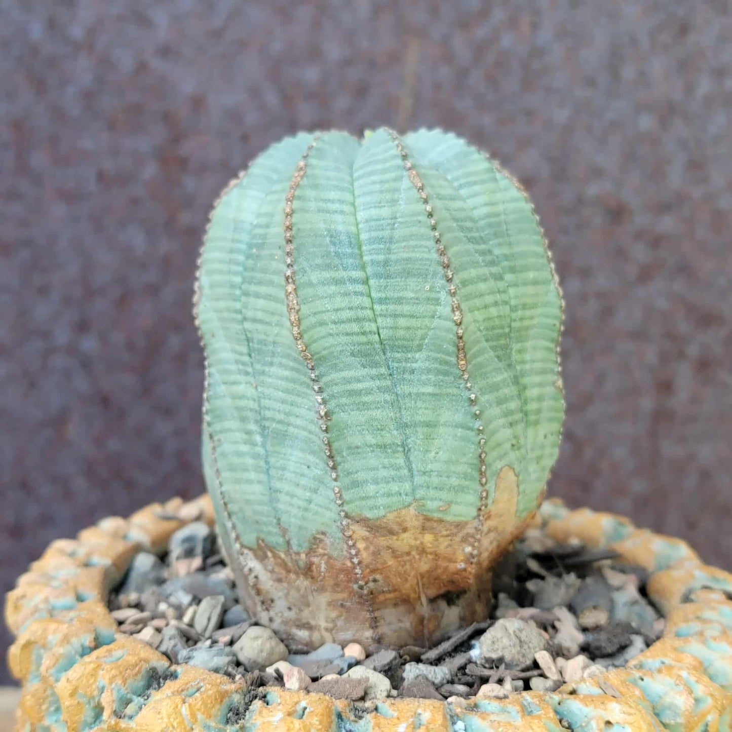 Euphorbia obesa