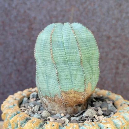 Euphorbia obesa