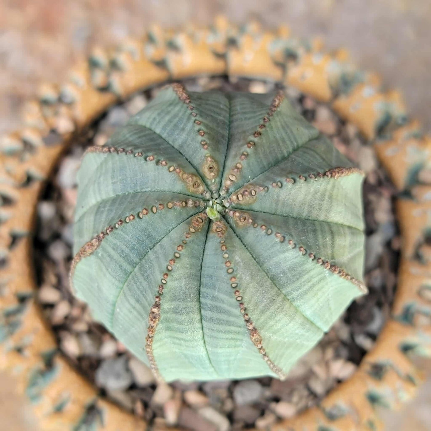Euphorbia obesa