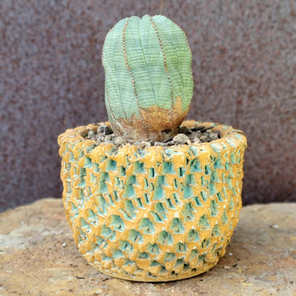 Euphorbia obesa