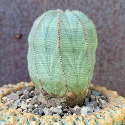 Euphorbia obesa