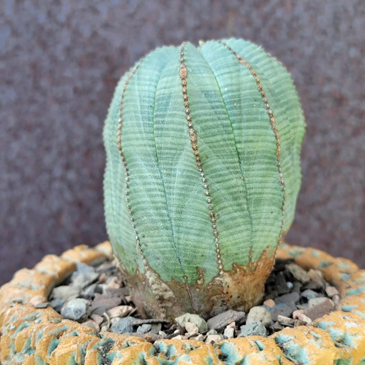 Euphorbia obesa