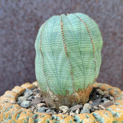 Euphorbia obesa