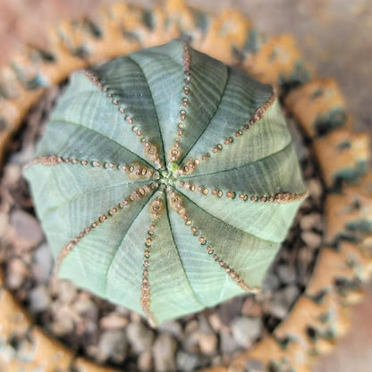 Euphorbia obesa