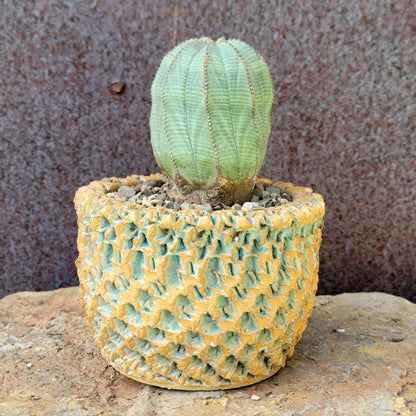 Euphorbia obesa