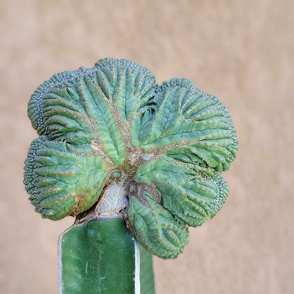 Euphorbia obesa cristata - Grafted