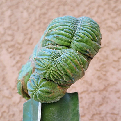 Euphorbia obesa cristata - Grafted