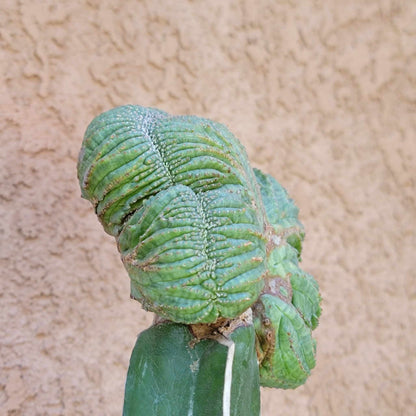 Euphorbia obesa cristata - Grafted
