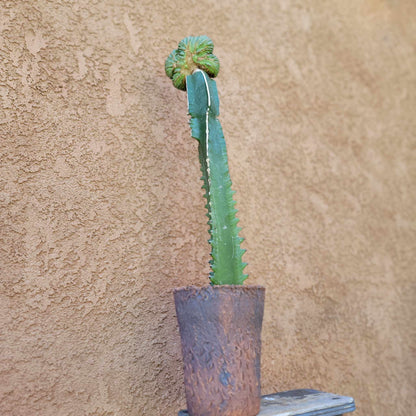 Euphorbia obesa cristata - Grafted