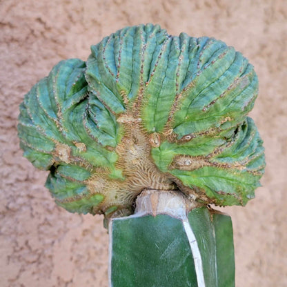 Euphorbia obesa cristata - Grafted
