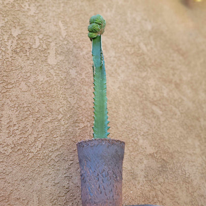 Euphorbia obesa cristata - Grafted