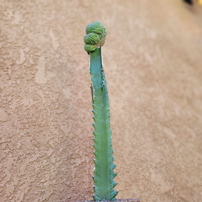 Euphorbia obesa cristata - Grafted