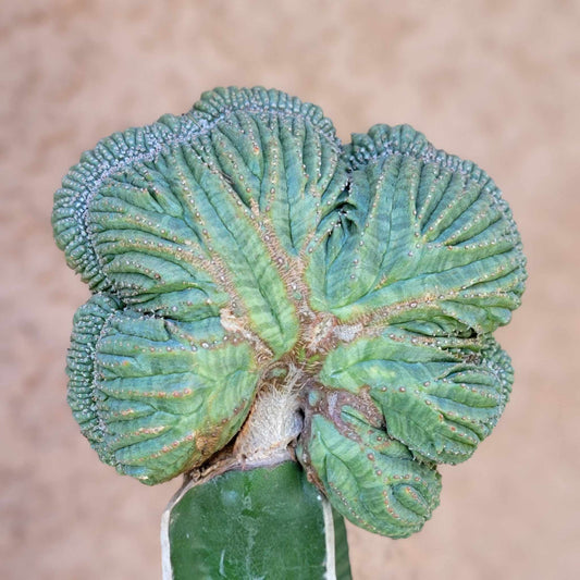Euphorbia obesa cristata - Grafted