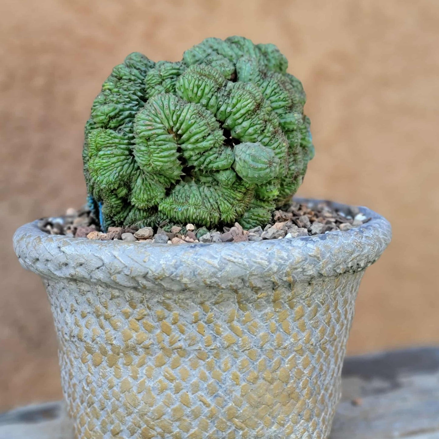 Euphorbia obesa cristata