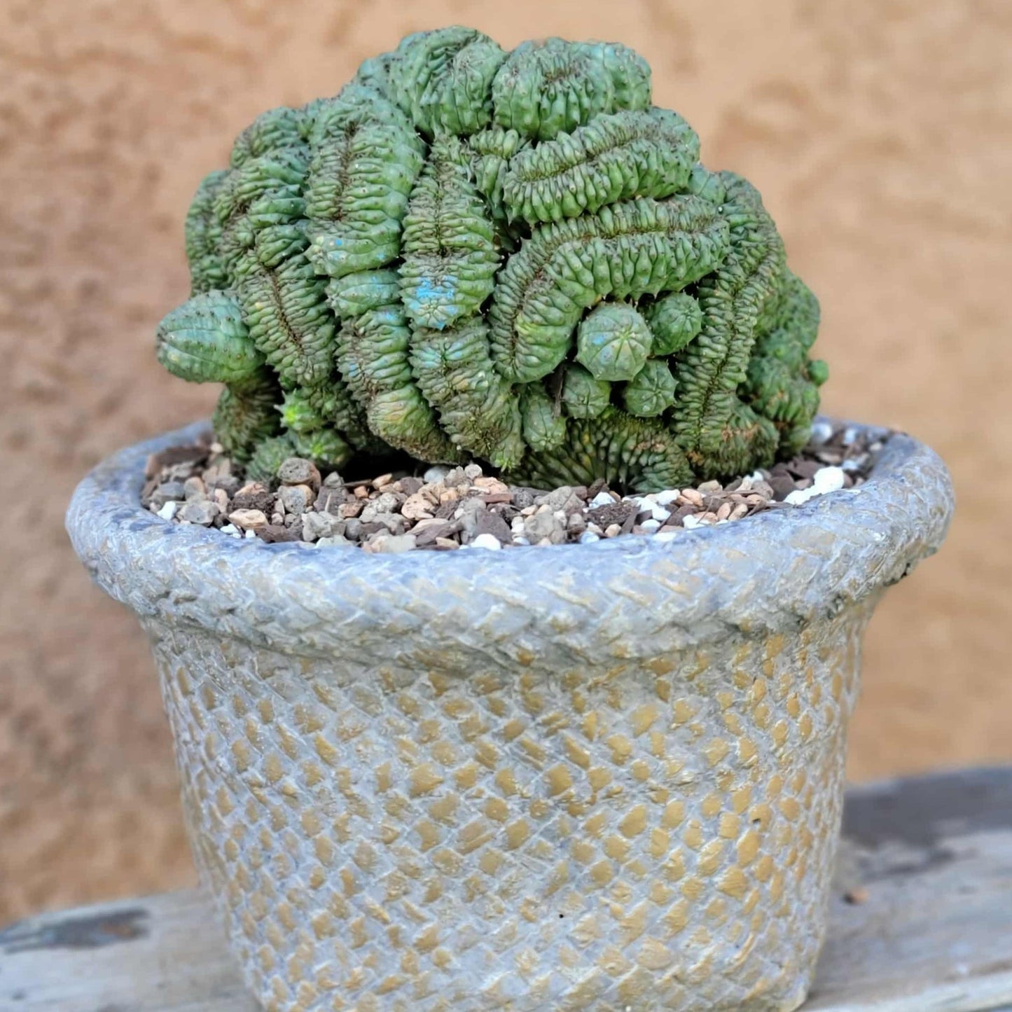 Euphorbia obesa cristata