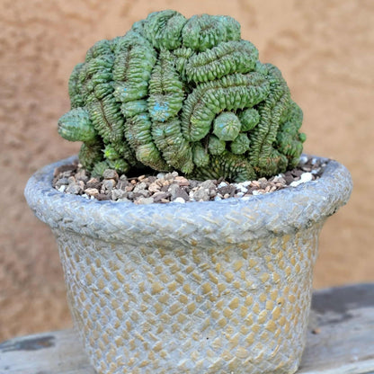 Euphorbia obesa cristata