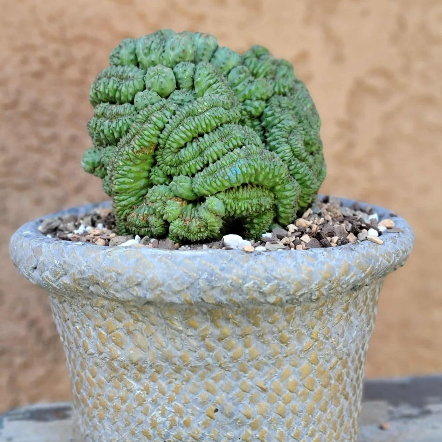 Euphorbia obesa cristata