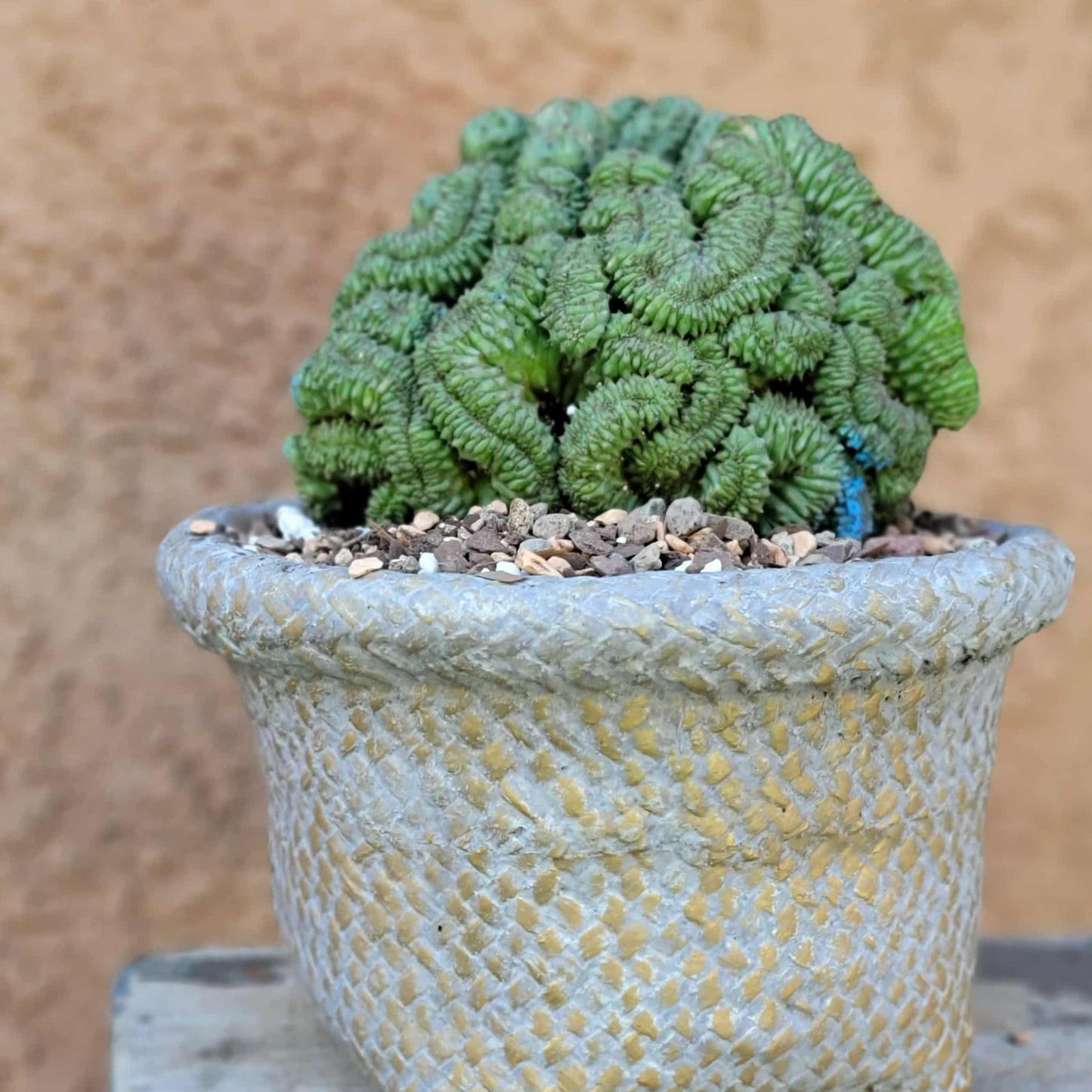 Euphorbia obesa cristata