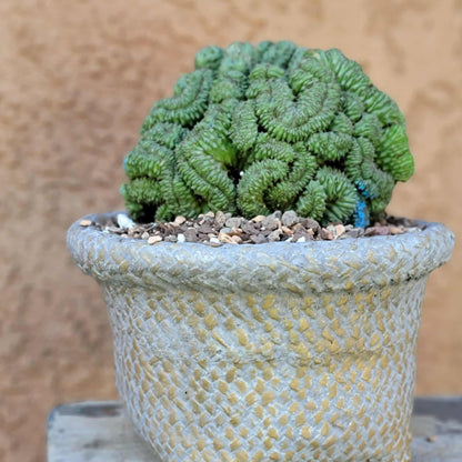 Euphorbia obesa cristata