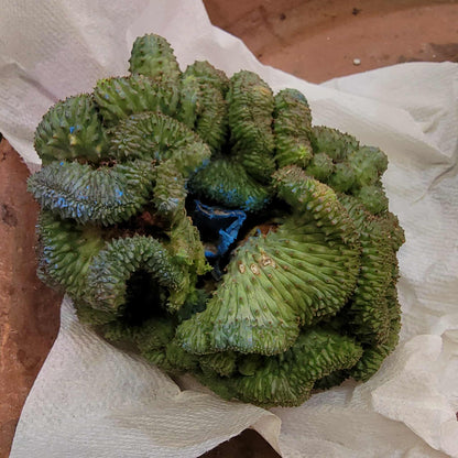 Euphorbia obesa cristata