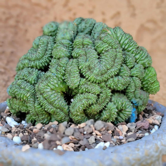 Euphorbia obesa cristata
